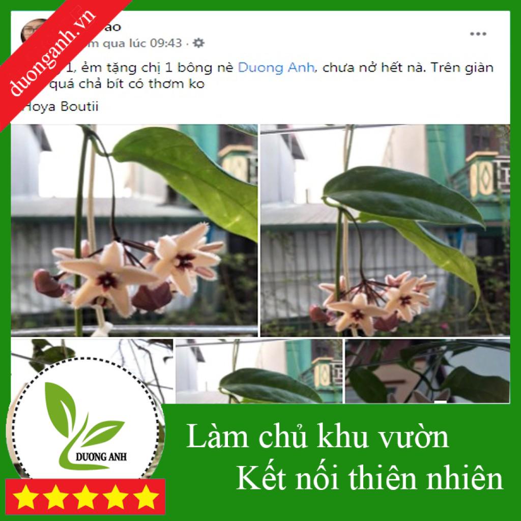 Cẩm cù hoa vàng chậu treo - Hoya buotii, cần ít nắng, ít sâu bệnh, thơm ngát [ Nhập mã DuongAnh1 giảm 10% đơn 50k]