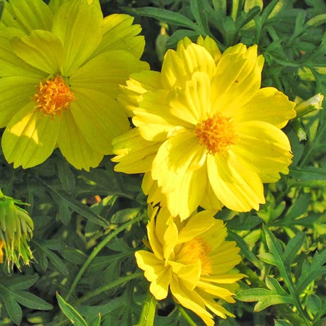 Hạt giống hoa sao nhái đơn mix - 0,5gram/gói