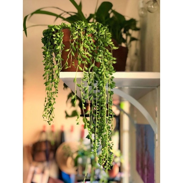 [Mã LIFE1511A giảm 10% đơn 50K] Chậu cứng String of tears - Sen đá giọt lệ Đà Lạt