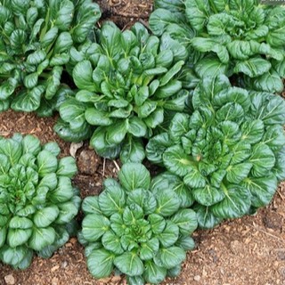 Combo 2 gói hạt giống rau cải hoa hồng xanh (TẶNG gói kích thích hỗ trợ hạt nảy mầm)