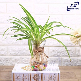 Bình bông lọ hoa thủy tinh miệng loe / Hũ , lọ thuỷ tinh 350ml