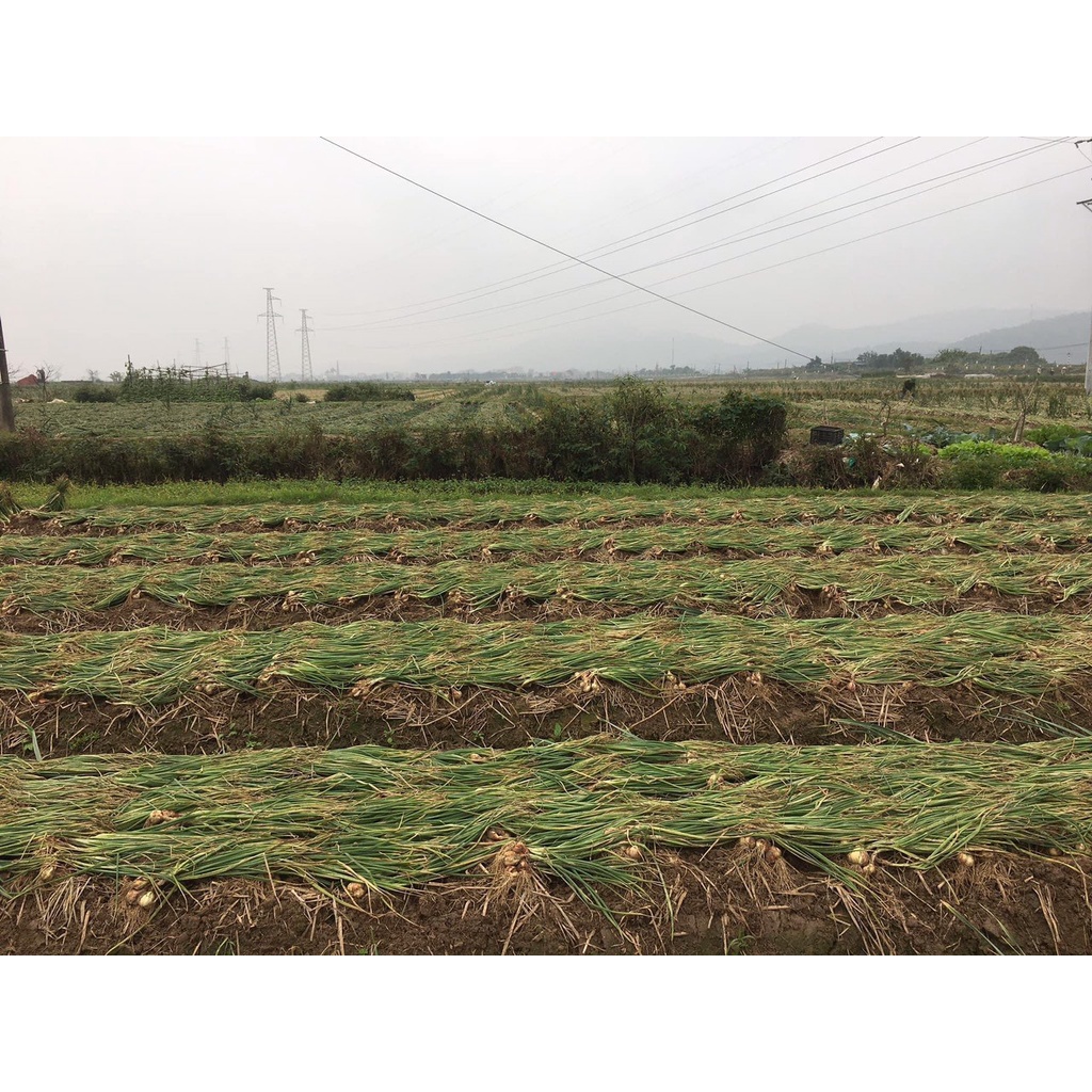 ĐẶC SẢN HÀNH KINH MÔN HẢI DƯƠNG