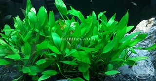 Cây Lan Nước | Thanh Đản | Bách Thuỷ Tiên - Cây Thuỷ Sinh Dễ Trồng, Không Cần CO2