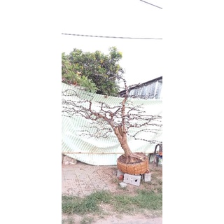 Keo liền sẹo da cây