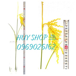 COMBO 10 Cành Hoa LÚA, Bông LÚA nhân tạo trang trí nhà cửa