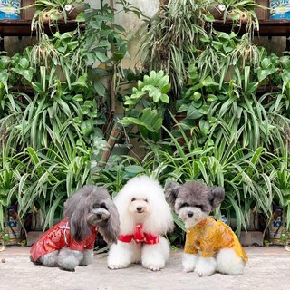 Áo Gấm Tết cho chó mèo
