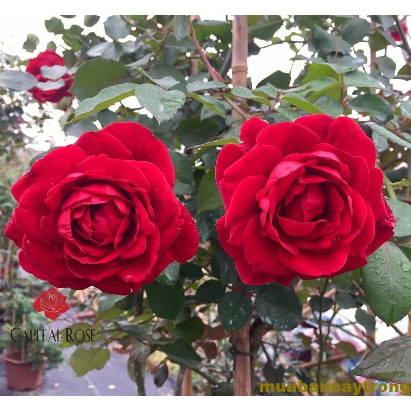 Hoa hồng cổ Sơn La đỏ nhung cực đẹp (leo) -  Shop