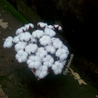 Hoa bông gòn handmade (cotton flower)
