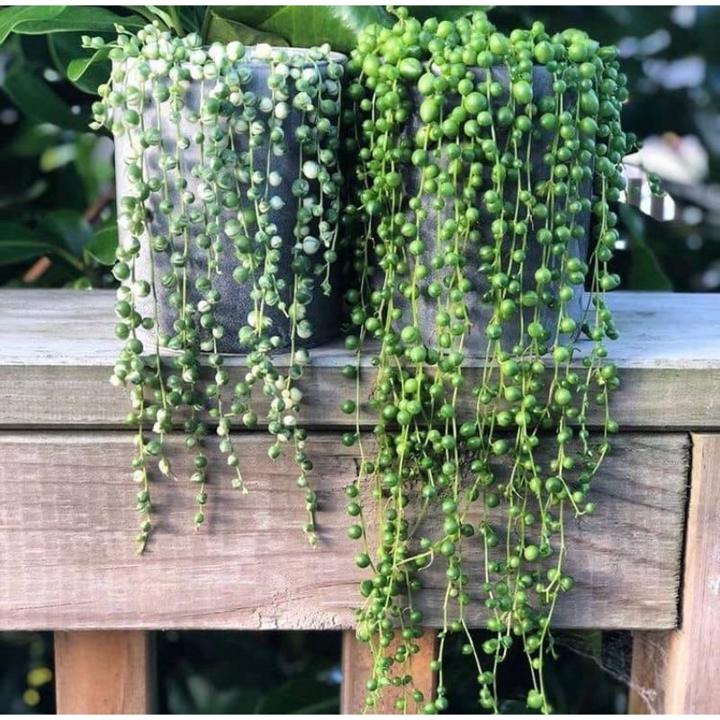 Chậu cứng String of pearl var