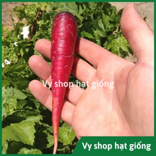 Hạt giống cà rốt đỏ Thái Lan gói 500 hạt
