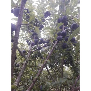 Giống Mận Đen Chile