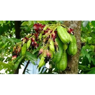 Chậu Cây Khế Tàu cao 70-80cm