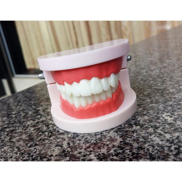 Mô hình răng toàn hàm tỷ lệ 1:1