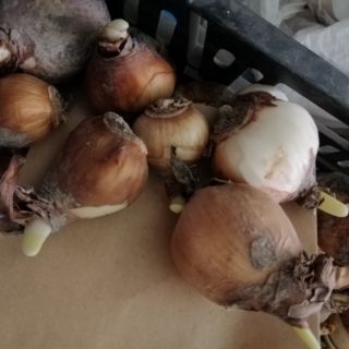 Củ giống hoa thủy tiên( củ nhỏ củ giống)
