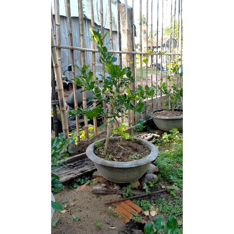 Cây Chúc  Chiết Nhánh, có hoa, có trái sẵn