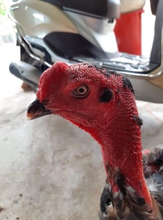 Kích mỏ , kích cựa cho gà chọi