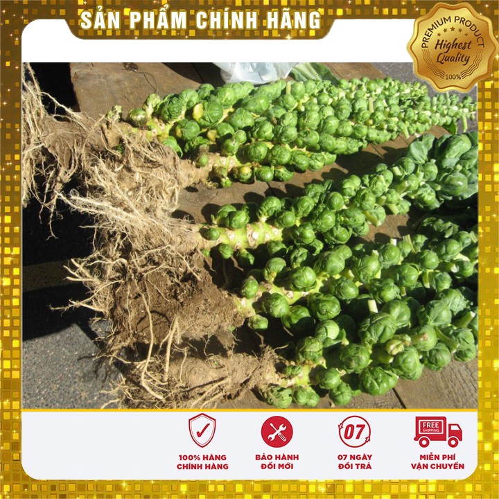 Hạt giống bắp cải mini F1 LUCKY SEEDS - 10 hạt