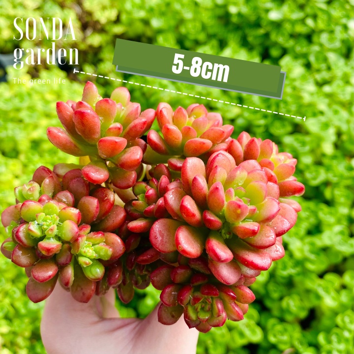 Sen đá sedum cam SONDA GARDEN ép màu full nắng mưa size bé 5-8cm, lỗi 1 đổi 1