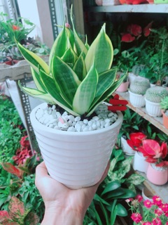 Chậu Lưỡi Hổ Thái