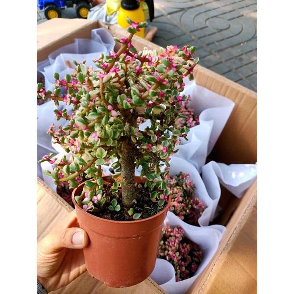 20 Hạt Giống Sen Đá Anh Đào Chịu Nhiệt Chịu Hạn Tốt  - Tặng kèm hạt hướng dương lùn + thuốc kích mầm rễ