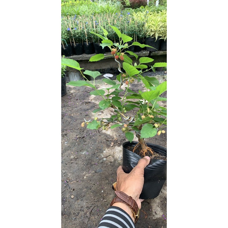 Cây Dâu Tằm bonsai mini để bàn