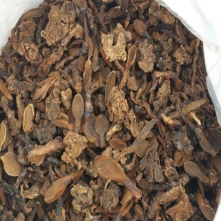Ngọc toả dương ( nấm ngọc cẩu khô)
