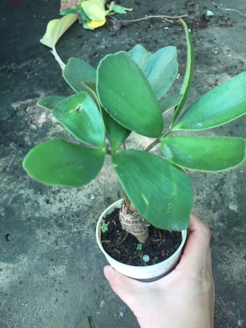 THIÊN TUẾ MÊXICO