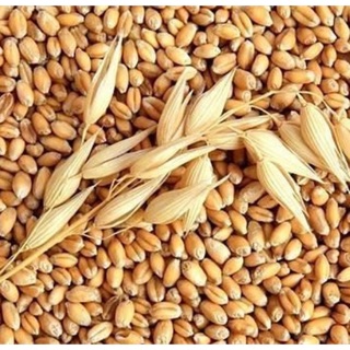 Lúa mì 100g