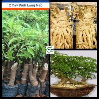 Combo 2 Cây Đinh Lăng Nếp Trồng Chậu Làm Bonsai và Dược Liệu