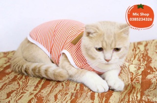❌ Áo cotton kẻ ngang Classic