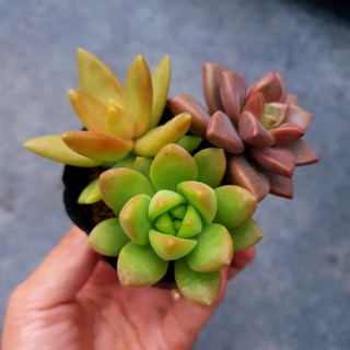 Sen đá bầu 3 cây size nhỏ