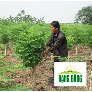 2g hạt giống cây chùm ngây luykyseedvn