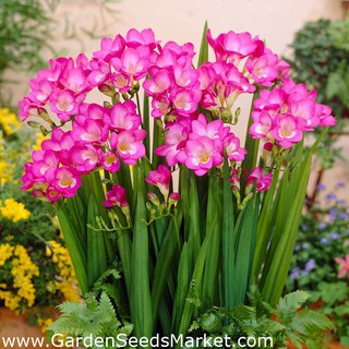 Củ hoa lan nam phi hoa màu hồng ( 1 củ tặng kèm 1 viên nén ươm củ)