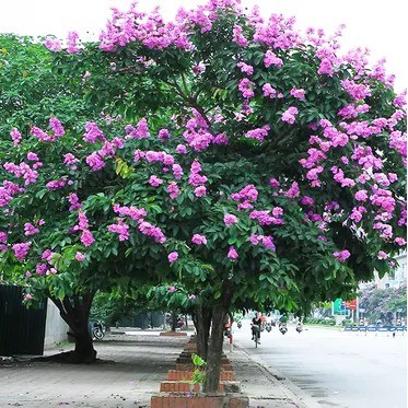 Cây Bằng Lăng, Giống Cây Bằng Lăng Tím Cao 40-50 cm Cây Giống Khỏe Mạnh