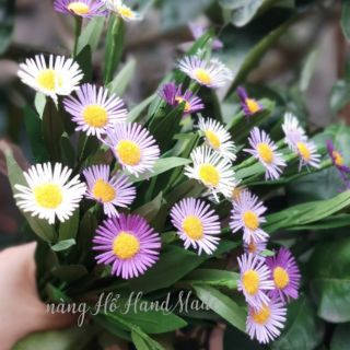 Hoa và set cánh hoa thạch thảo