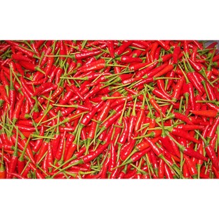 Hạt giống Ớt chỉ thiên F1 (ớt hiểm)