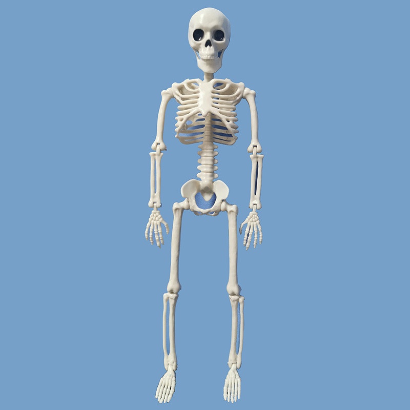 1 Mô Hình Bộ Xương Người Dùng Học Y Khoa Trang Trí Halloween