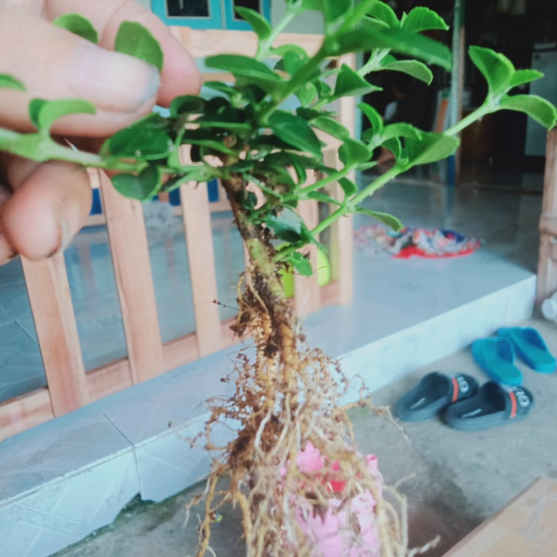 Phôi bonsai sam hương mini dùng trang trí tiểu cảnh terrarium, bonsai để bàn, bàn làm việc size 5-7cm