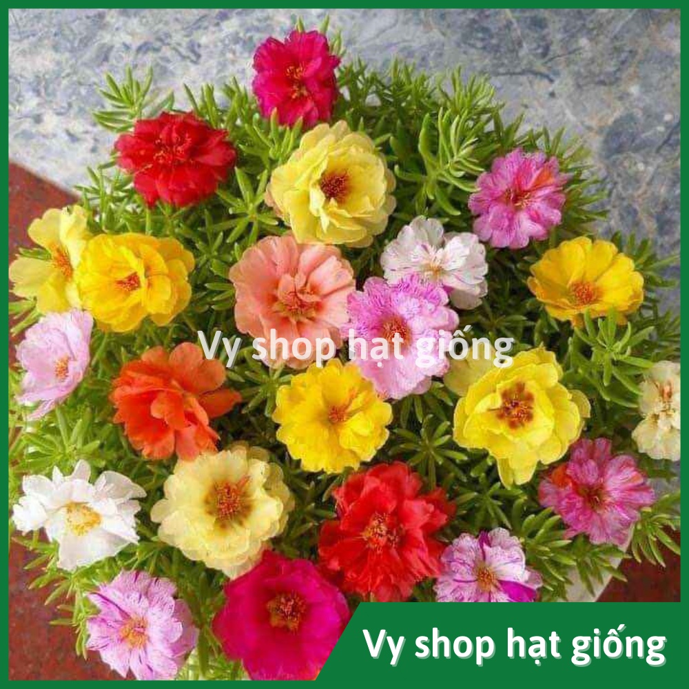 Hạt giống hoa mười giờ mỹ kép mix màu gói 1000 hạt