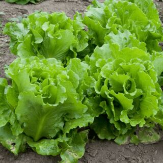 Xà lách chịu nhiệt