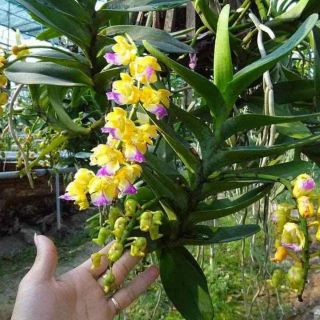 Hoa lan hoàng nhạn thái