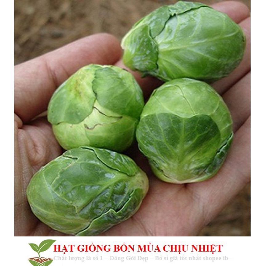 Gói 50 Hạt Giống Cải Bắp Tí Hon - Long Island II (Brassica oleracea var. gemmifera)