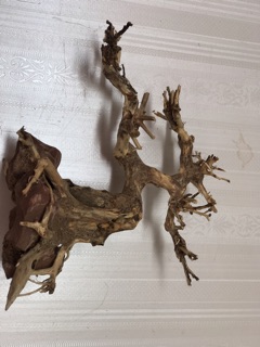 Cây bonsai D20xc20 cho bể cá thuỷ sinh