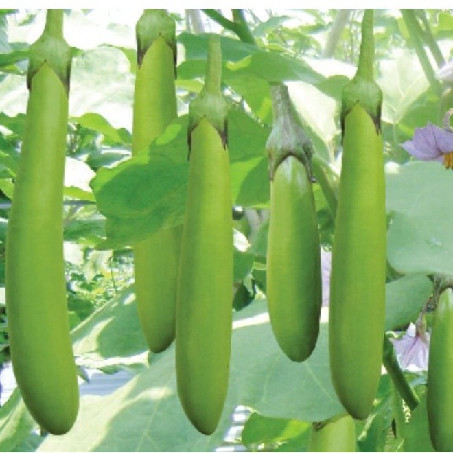 100H - Hạt giống cà xanh mỡ
