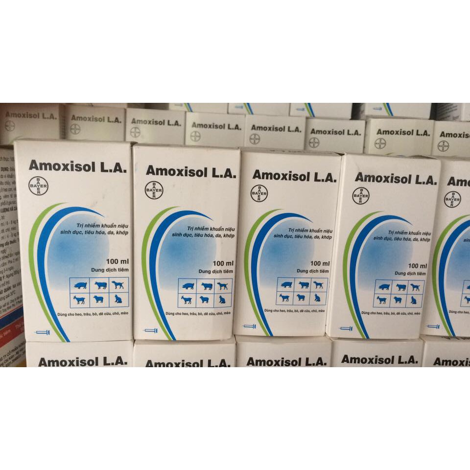 Amoxisol L.A xoá hô hấp trên chó mèo gà vịt