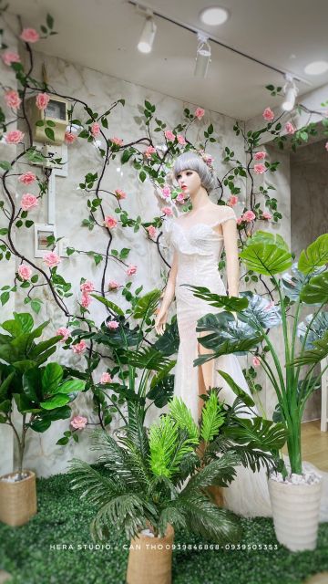 Combo cây bàng Sing 1m kèm chậu nhựa.Cây được trồng sẵn trong chậu đã phủ rêu