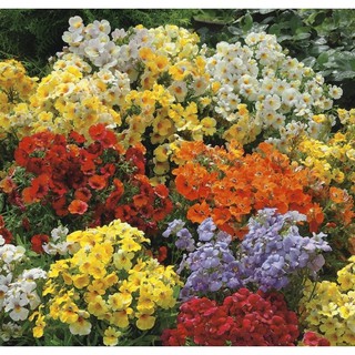 Hạt giống hoa Cúc Nemesia Mix