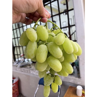 Nho xanh Mỹ Sugar Drop