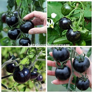 Hạt giống cà chua bi đen 30 hạt
