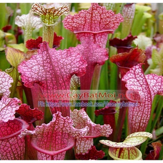 Hoa Kim Cát Sarracenia cây hố bẫy bắt mồi